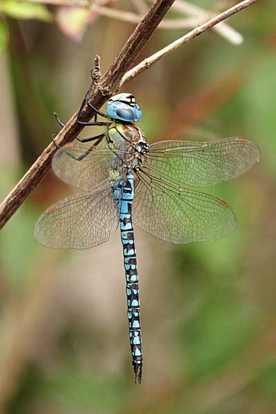 Aeshna_affinis